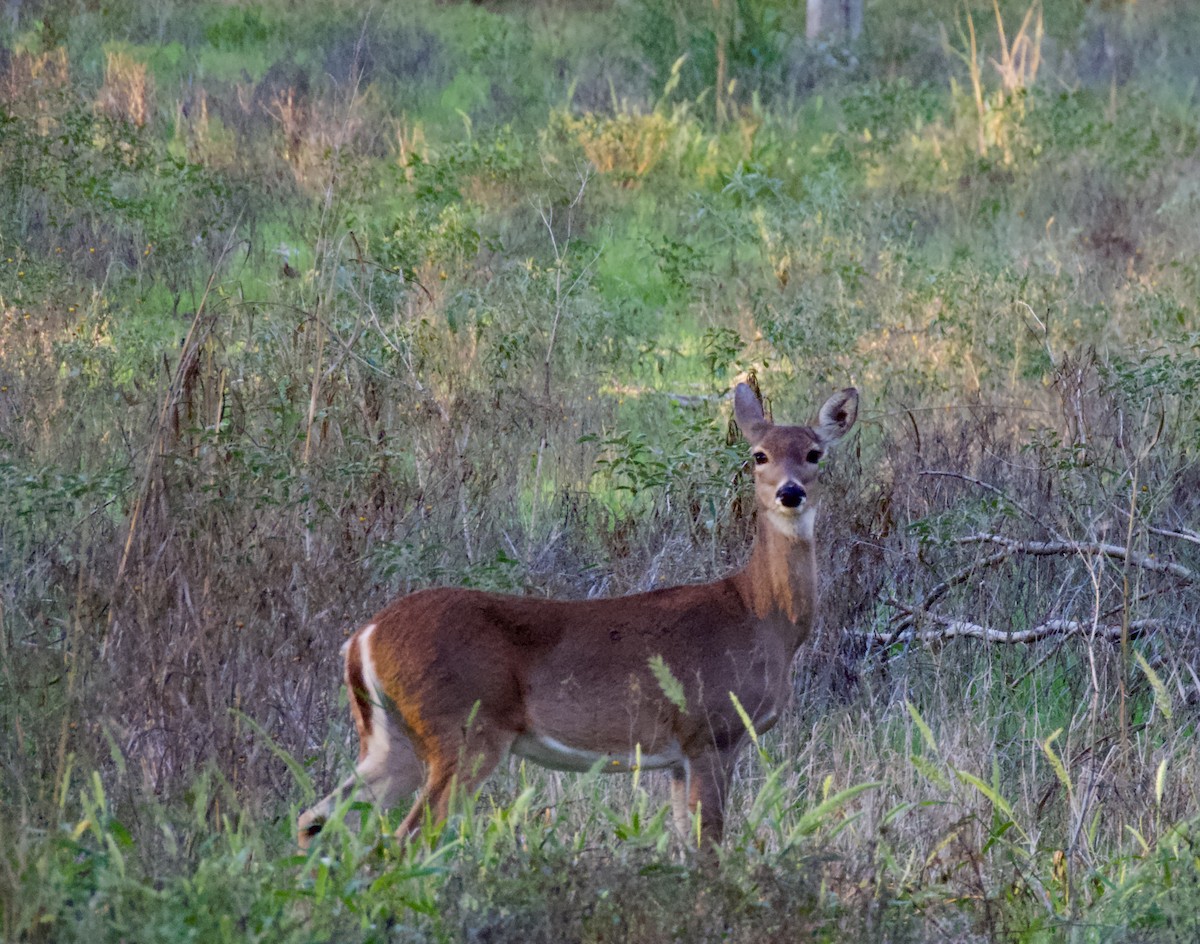 Animals - ML645897151