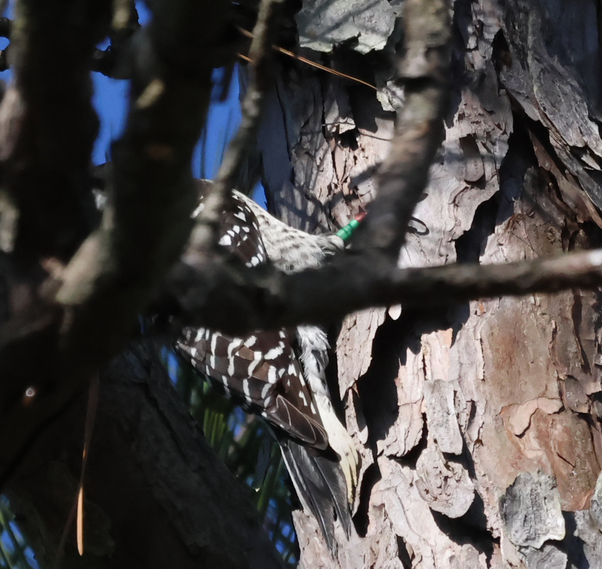 Red-cockaded Woodpecker - ML645897155