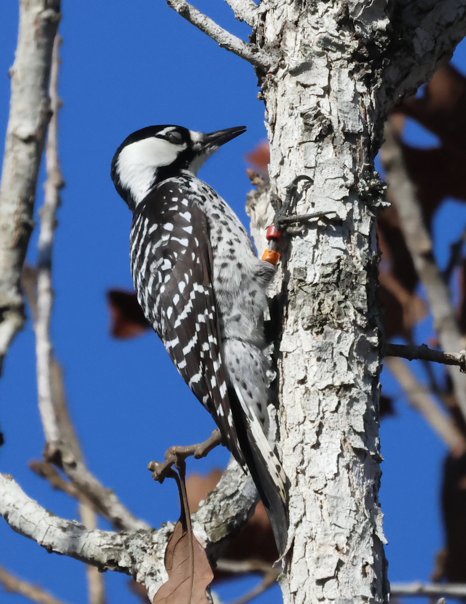 Red-cockaded Woodpecker - ML645897156