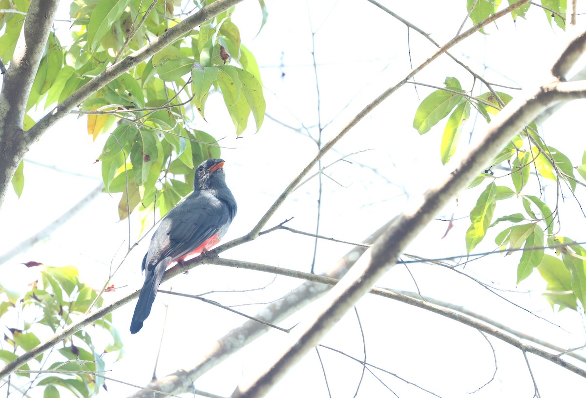 Slaty-tailed Trogon - ML645897160