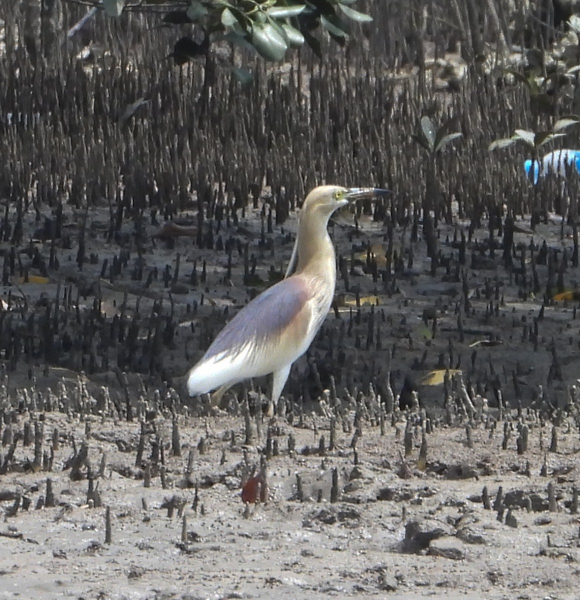 Indian Pond-Heron - ML645897162