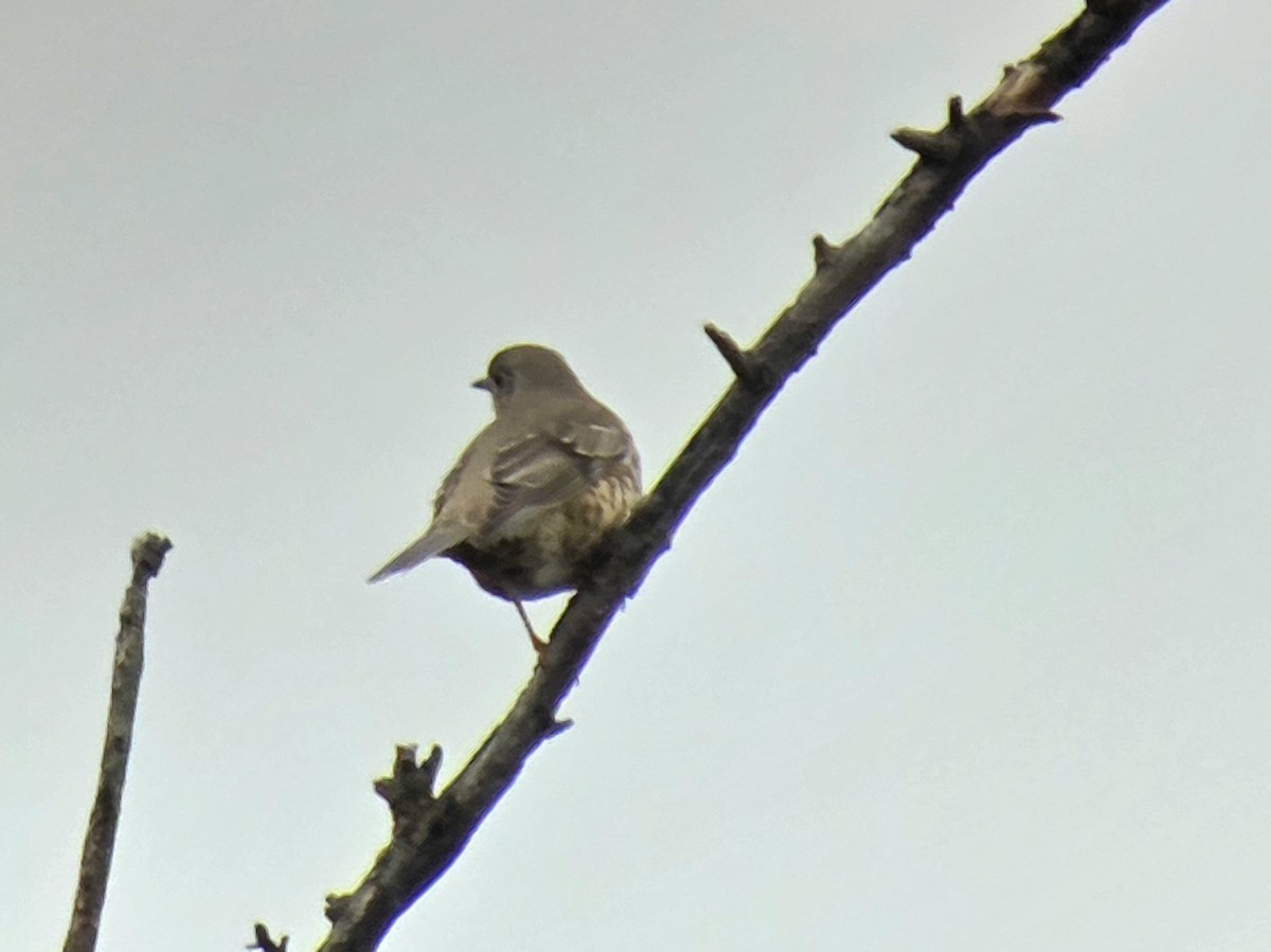 Grive draine - ML645897164