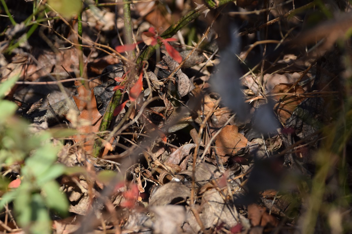 Winter Wren - ML645897172