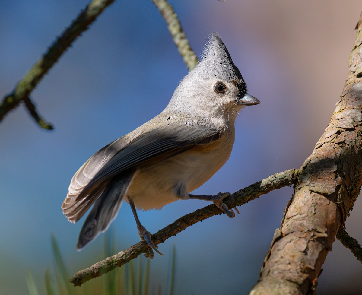 Tufted Titmouse - ML645897175