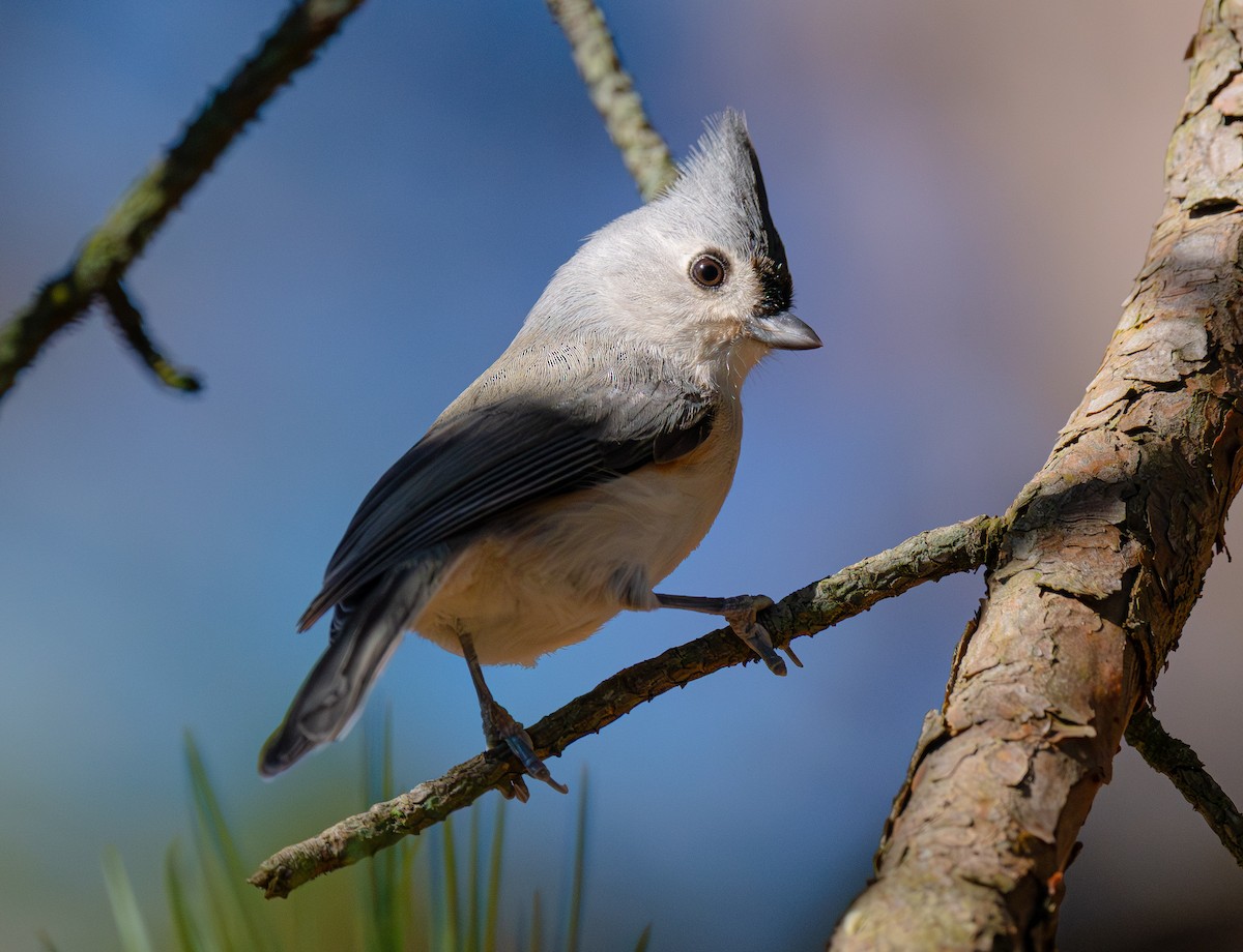 Tufted Titmouse - ML645897177