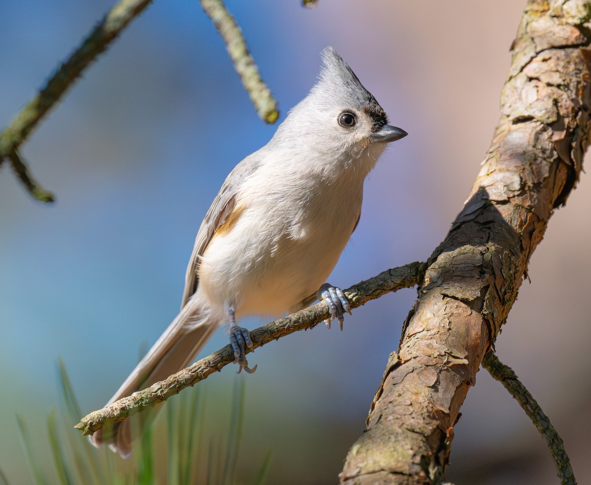 Tufted Titmouse - ML645897178