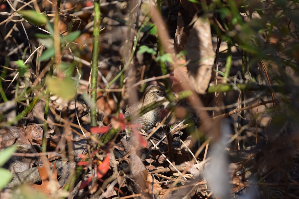 Winter Wren - ML645897182