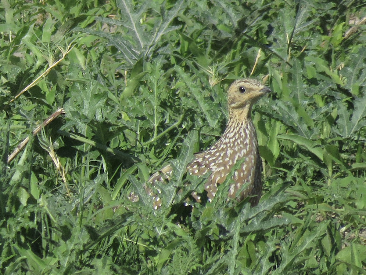 Burchell Bağırtlağı - ML645897184