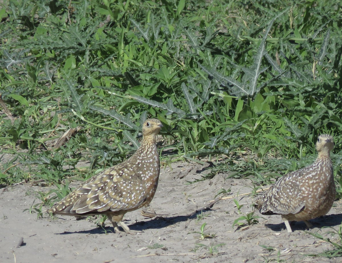 Burchell Bağırtlağı - ML645897185