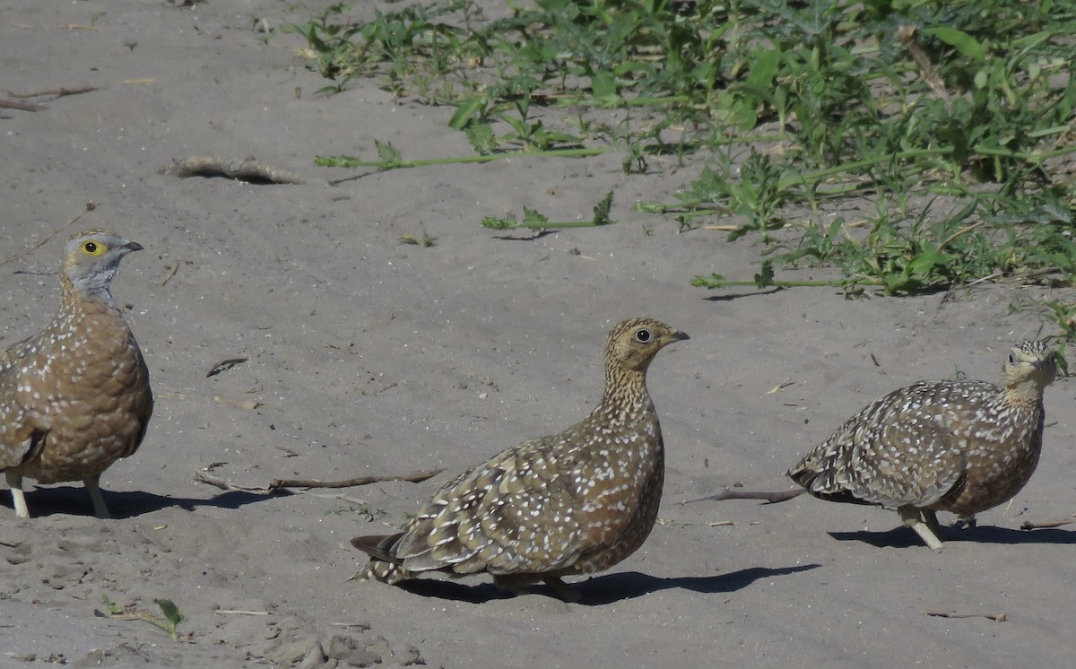 Burchell Bağırtlağı - ML645897186