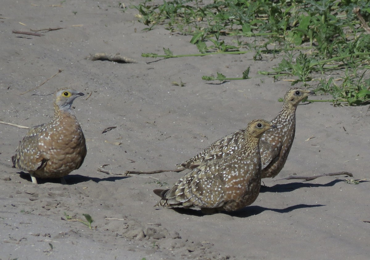 Burchell Bağırtlağı - ML645897187