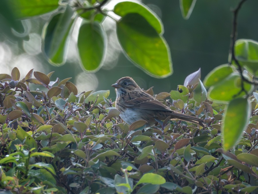 Lincoln's Sparrow - ML645897188