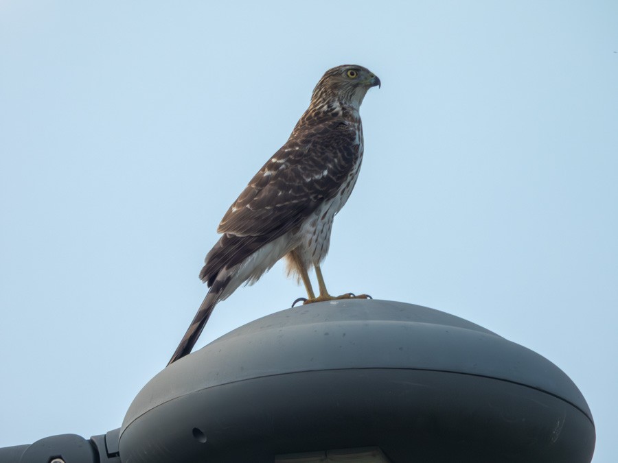 Cooper's Hawk - ML645897190