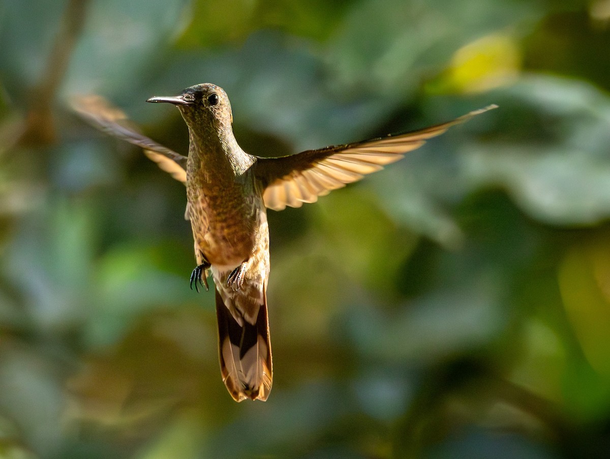 Scaly-breasted Hummingbird - ML645897197