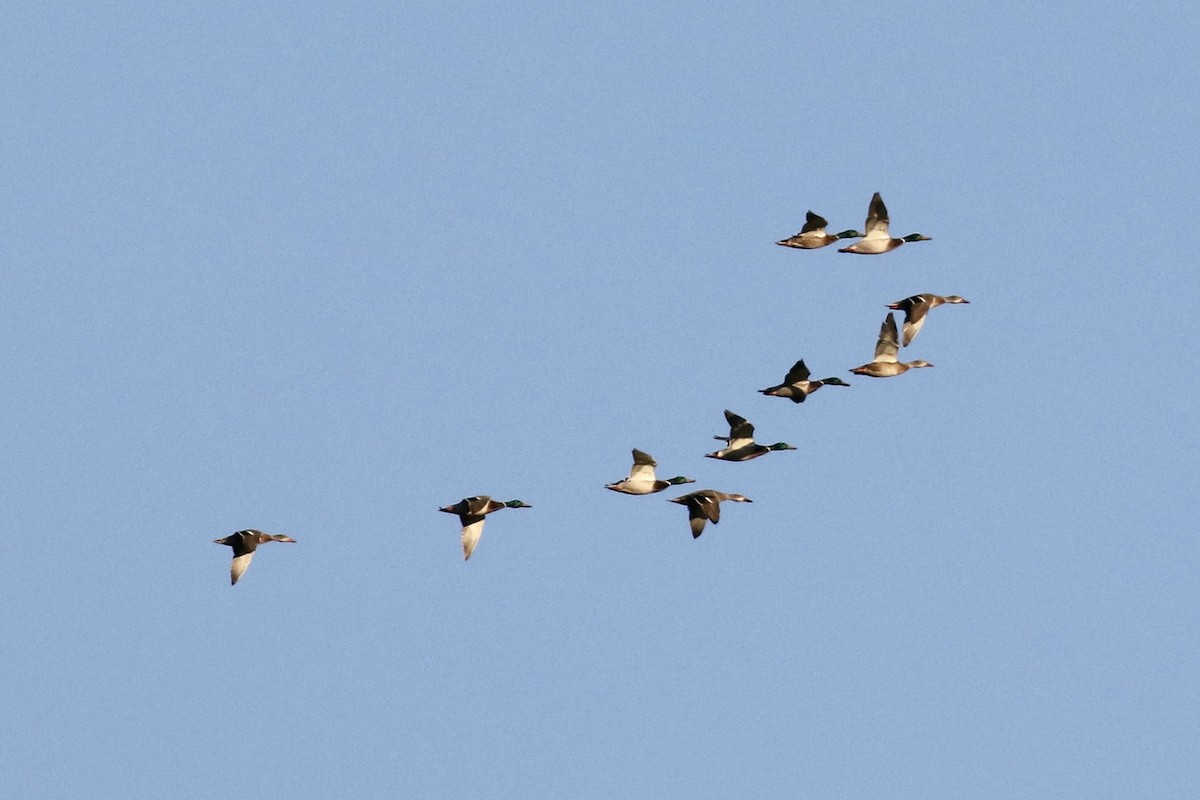 Mallard - ML645897202