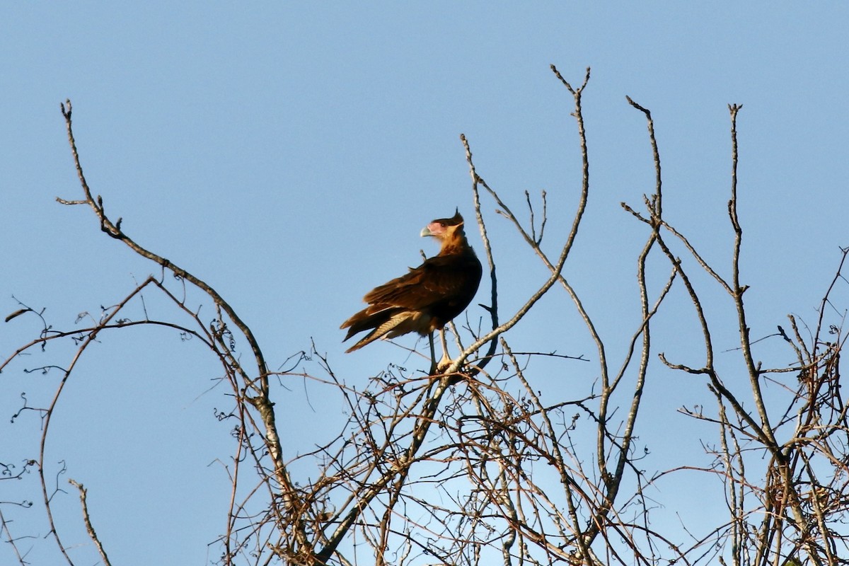 Crested Caracara - ML645897207