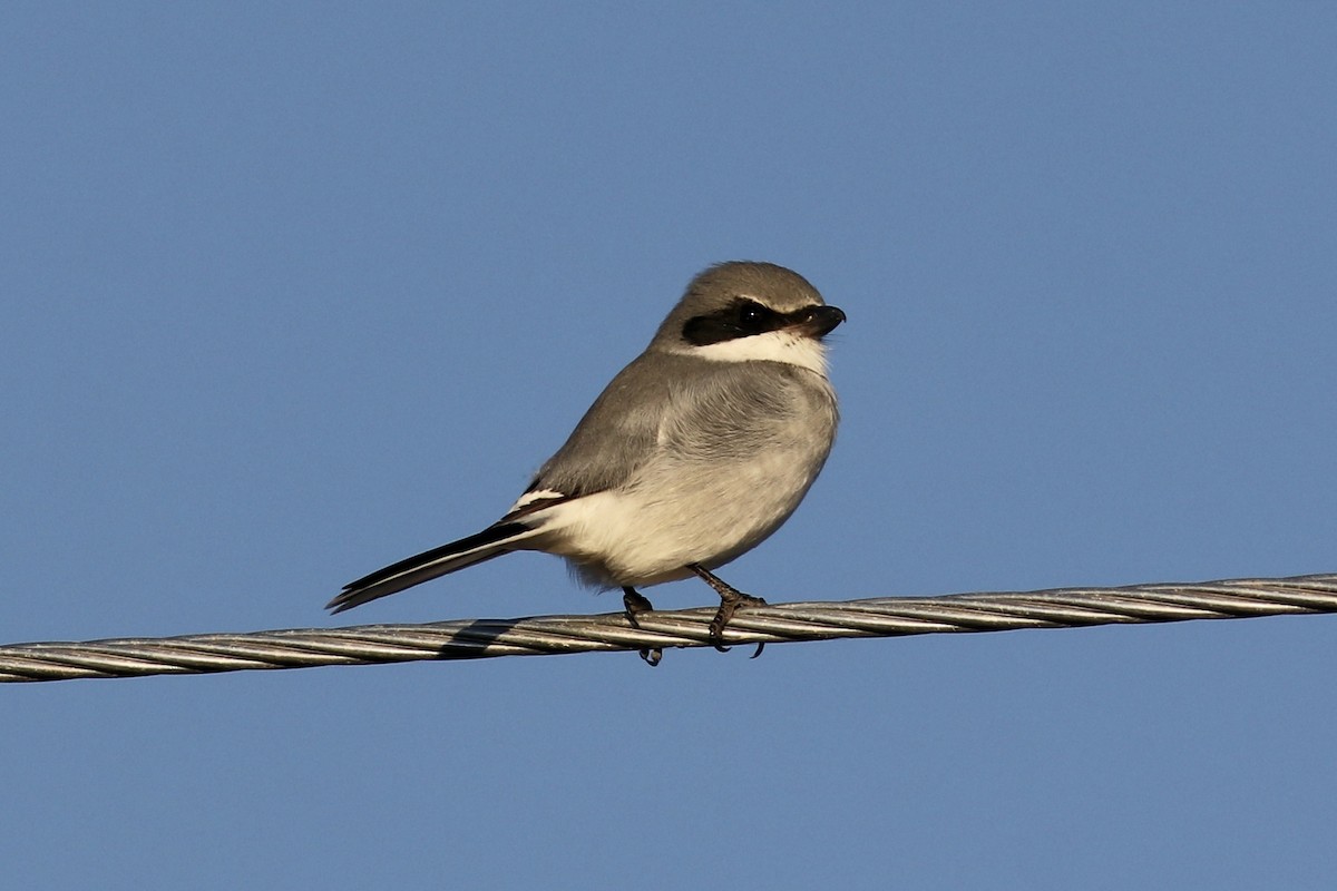 Loggerhead Shrike - ML645897212