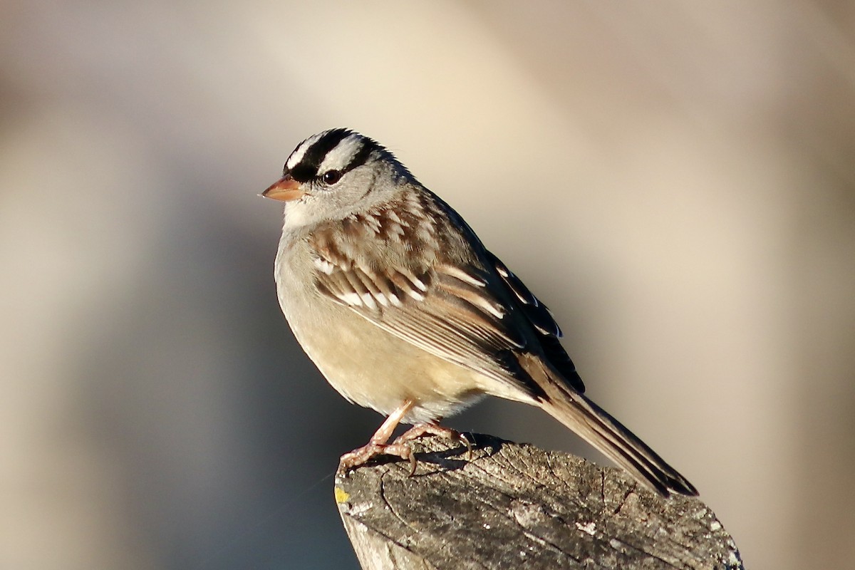 White-crowned Sparrow - ML645897233
