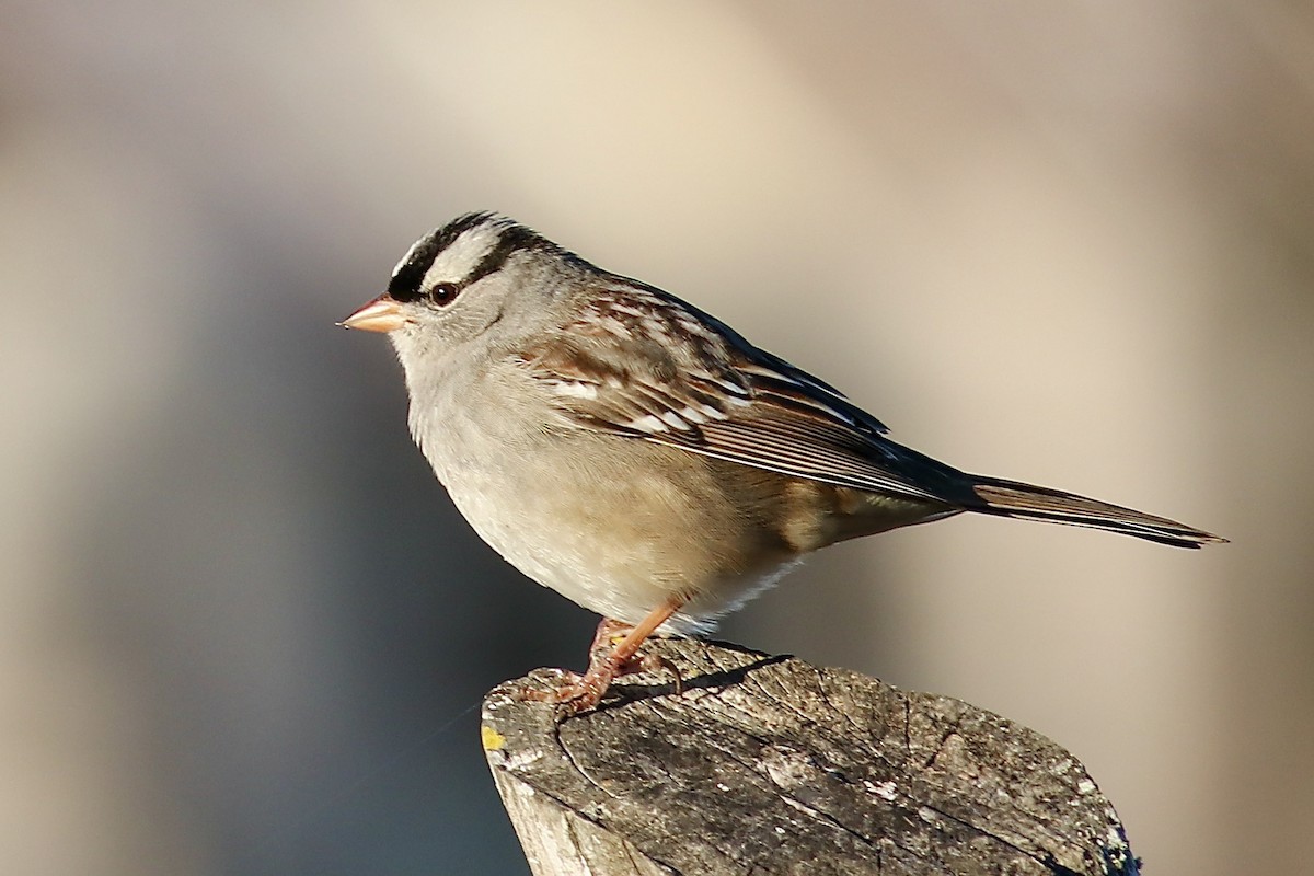 White-crowned Sparrow - ML645897234