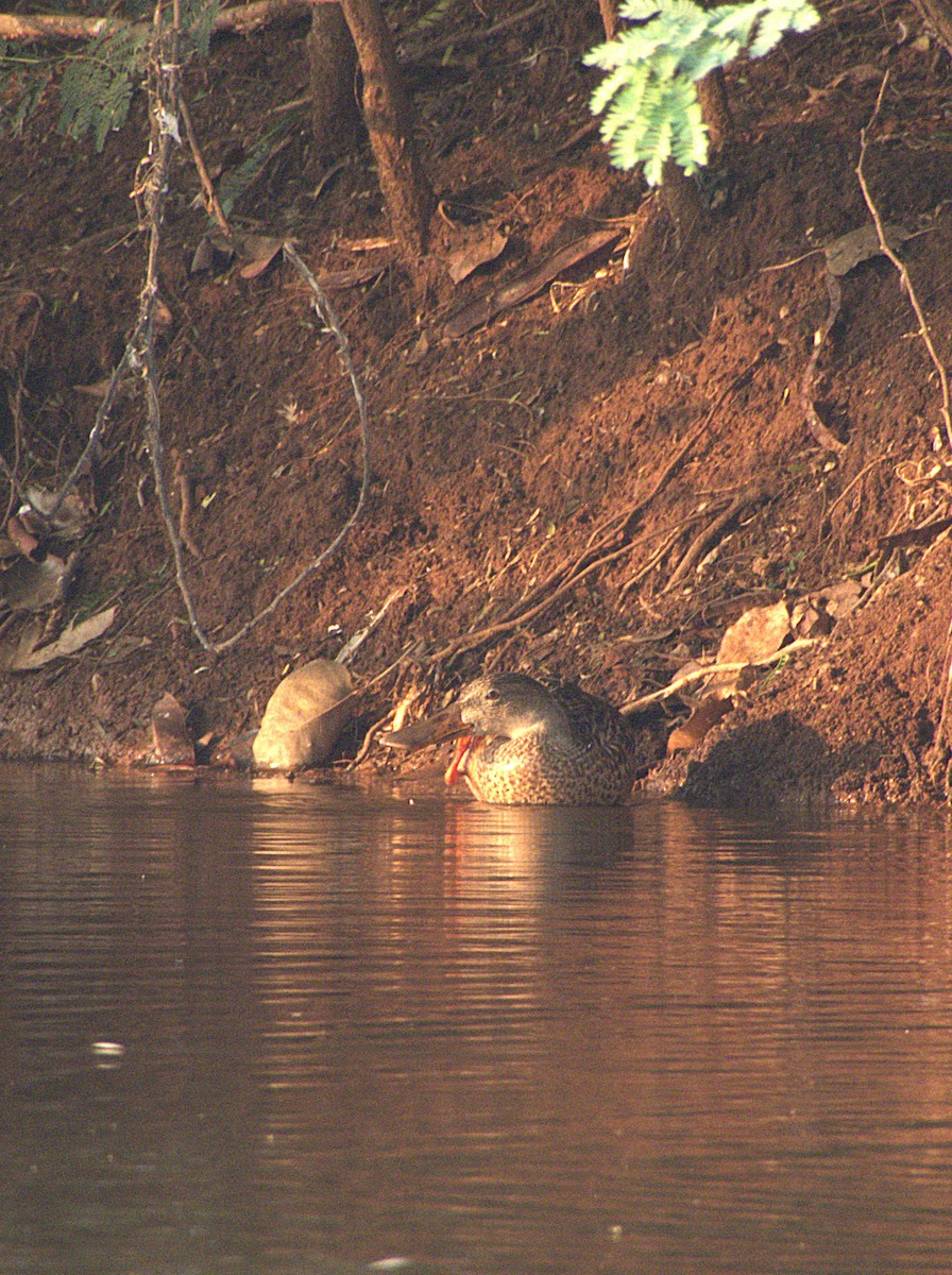 Northern Shoveler - ML645897248