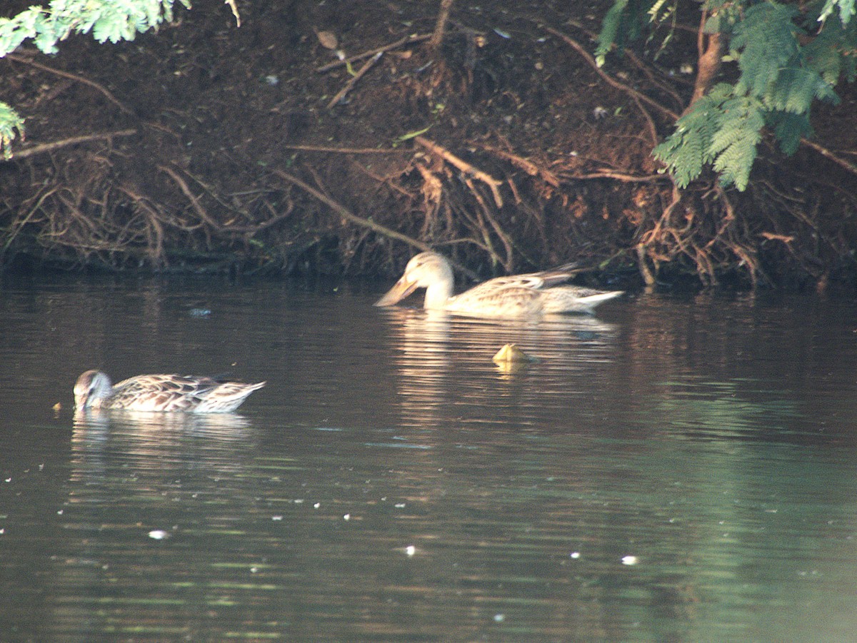 Northern Shoveler - ML645897249