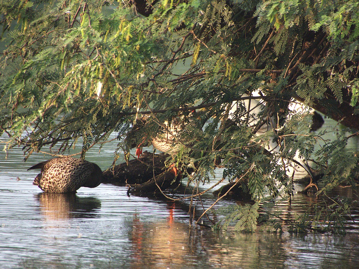 Northern Shoveler - ML645897250