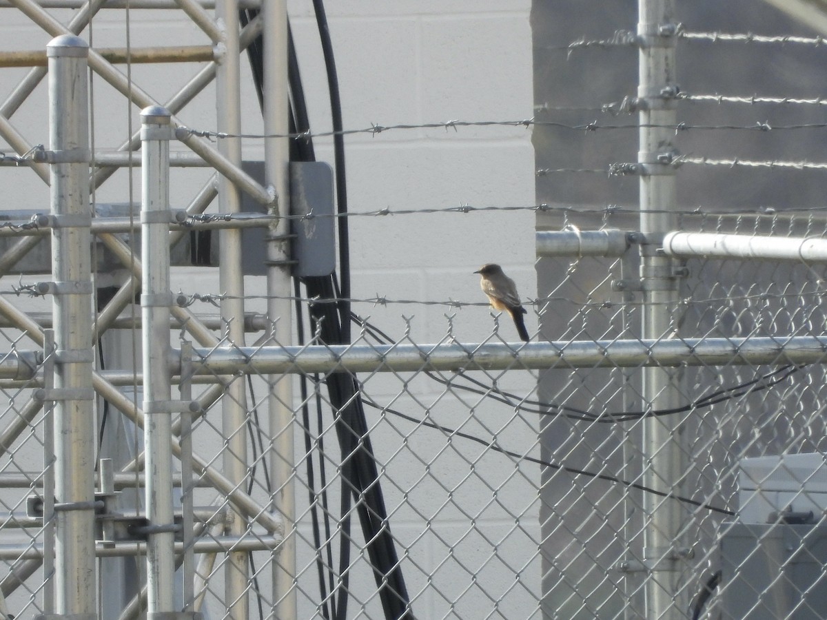 チャイロツキヒメハエトリ - ML645897257