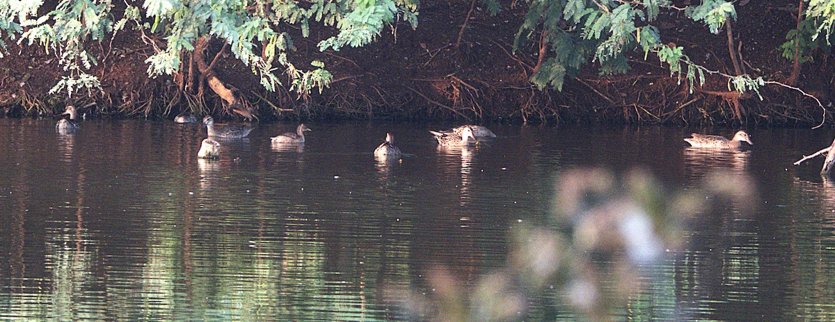 Garganey - ML645897259