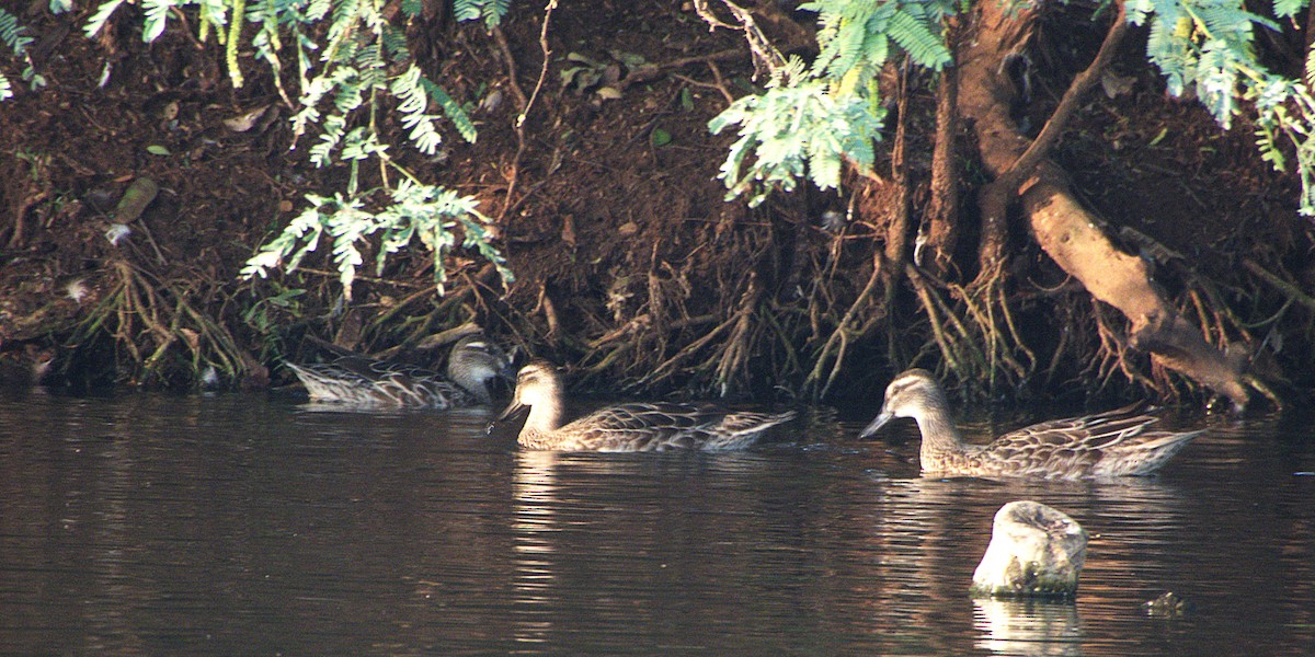 Garganey - ML645897260