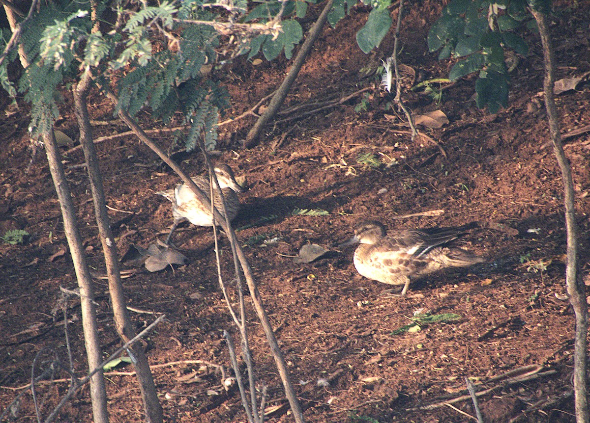 Garganey - ML645897261