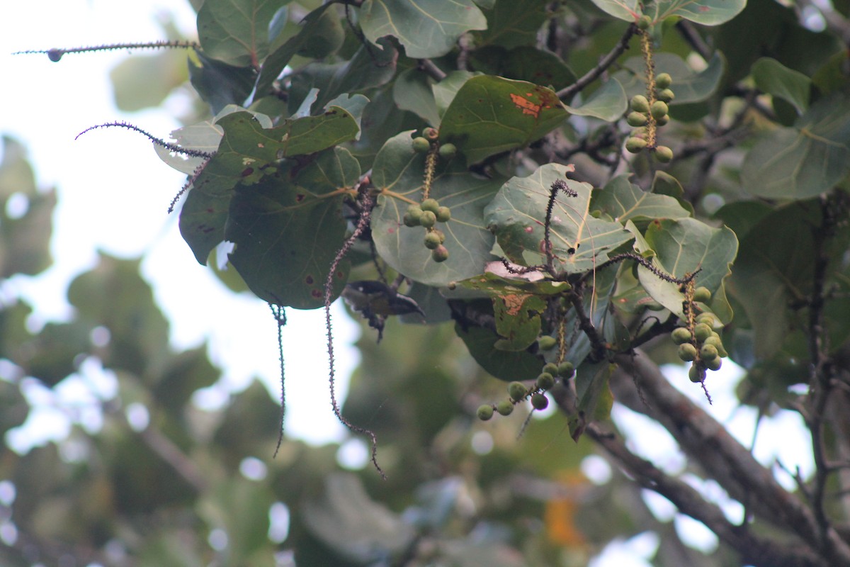 Bananaquit - ML645897263