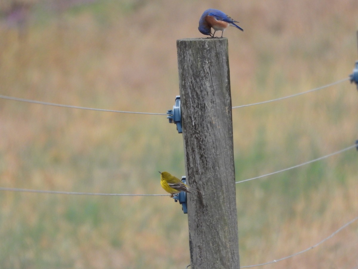 マツアメリカムシクイ - ML645897264