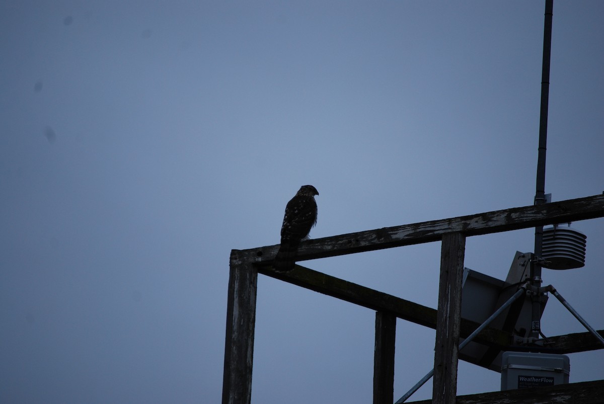 Американский перепелятник/Куперов ястреб - ML645897265