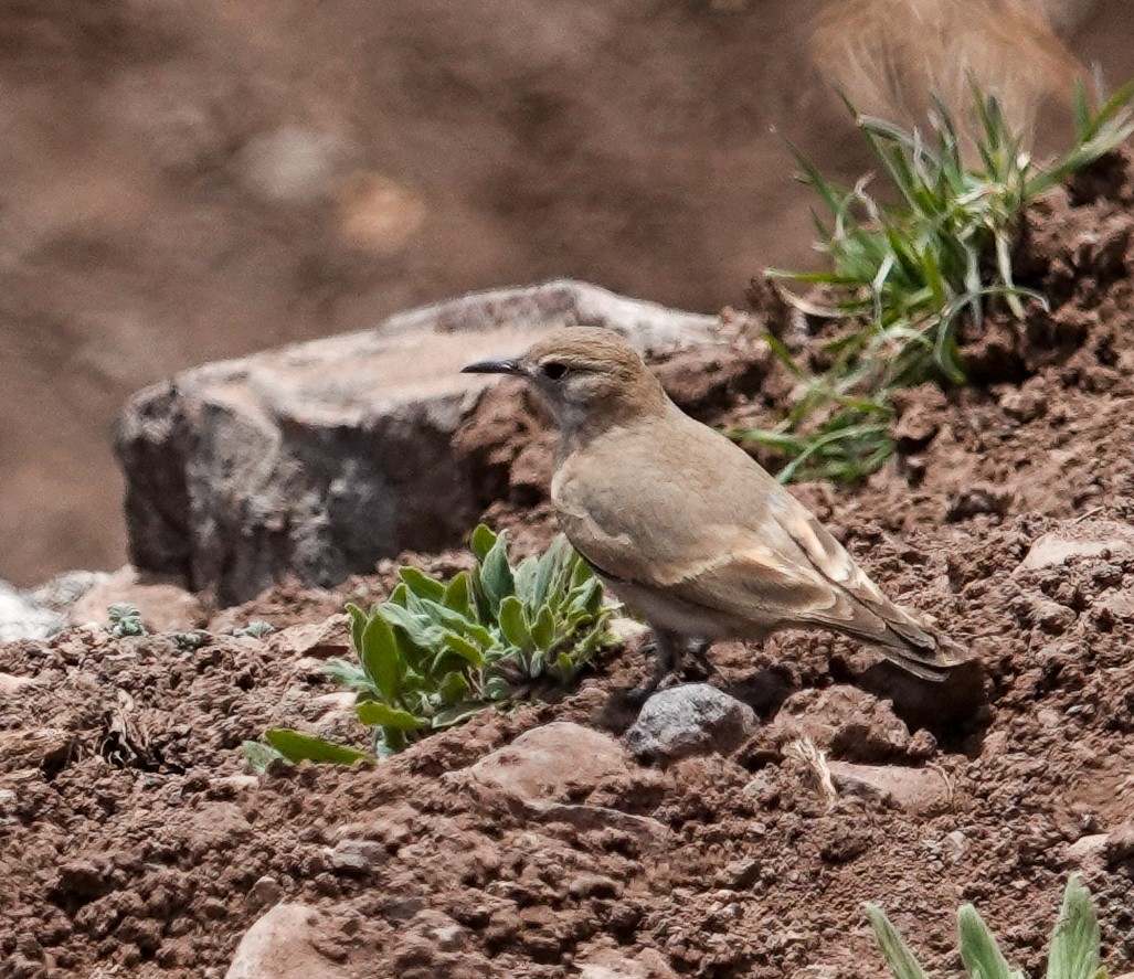 Буланый землекоп - ML645897266