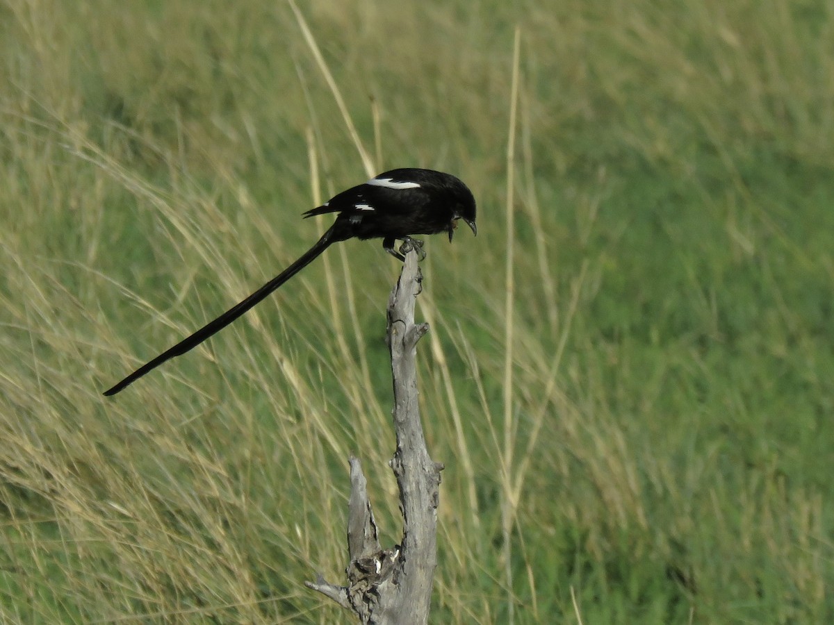 Сорочий сорокопут - ML645897267