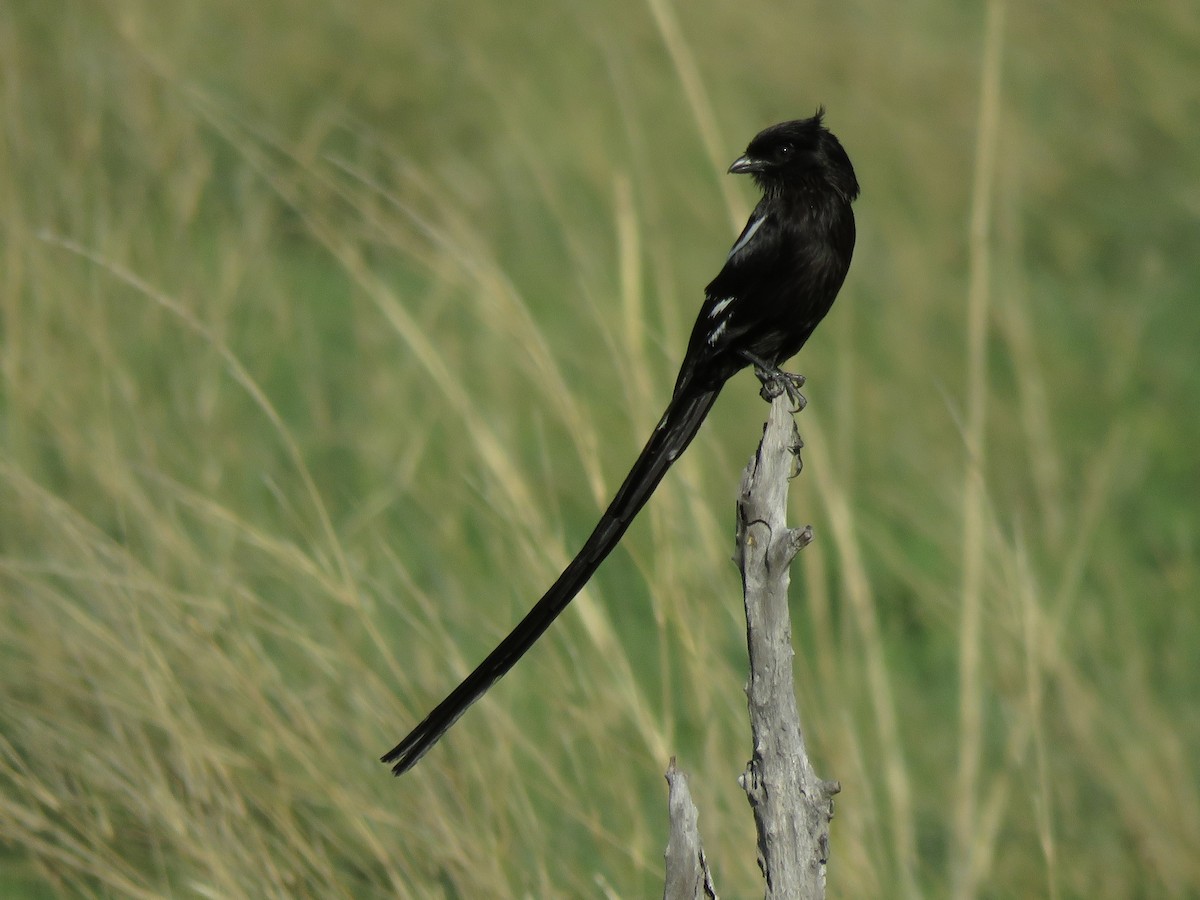 Сорочий сорокопут - ML645897268