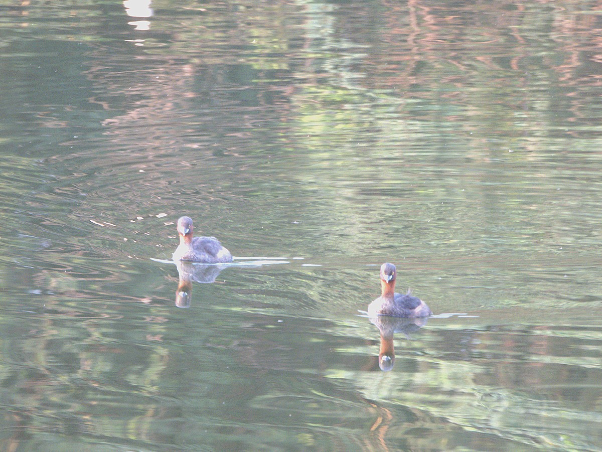 Малая поганка - ML645897270