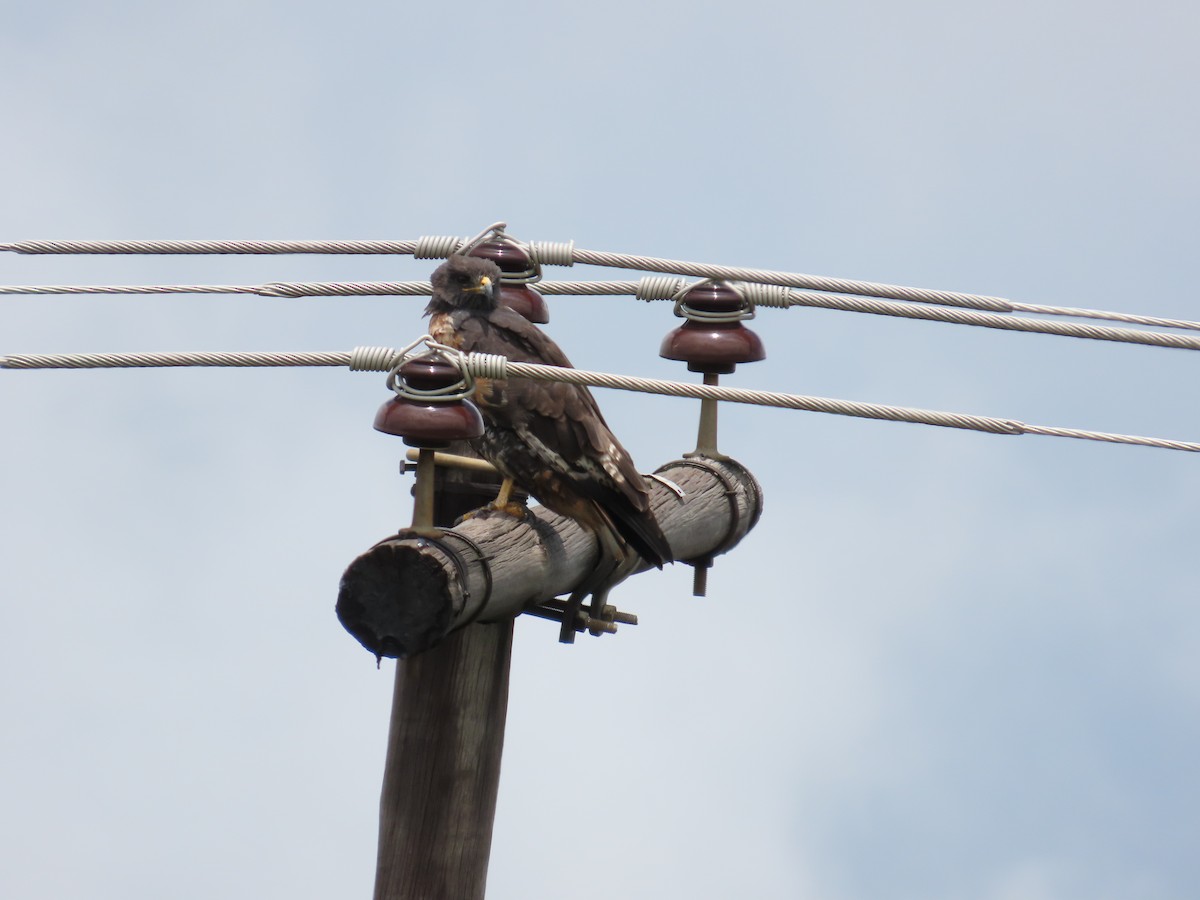 Скальный канюк - ML645897271