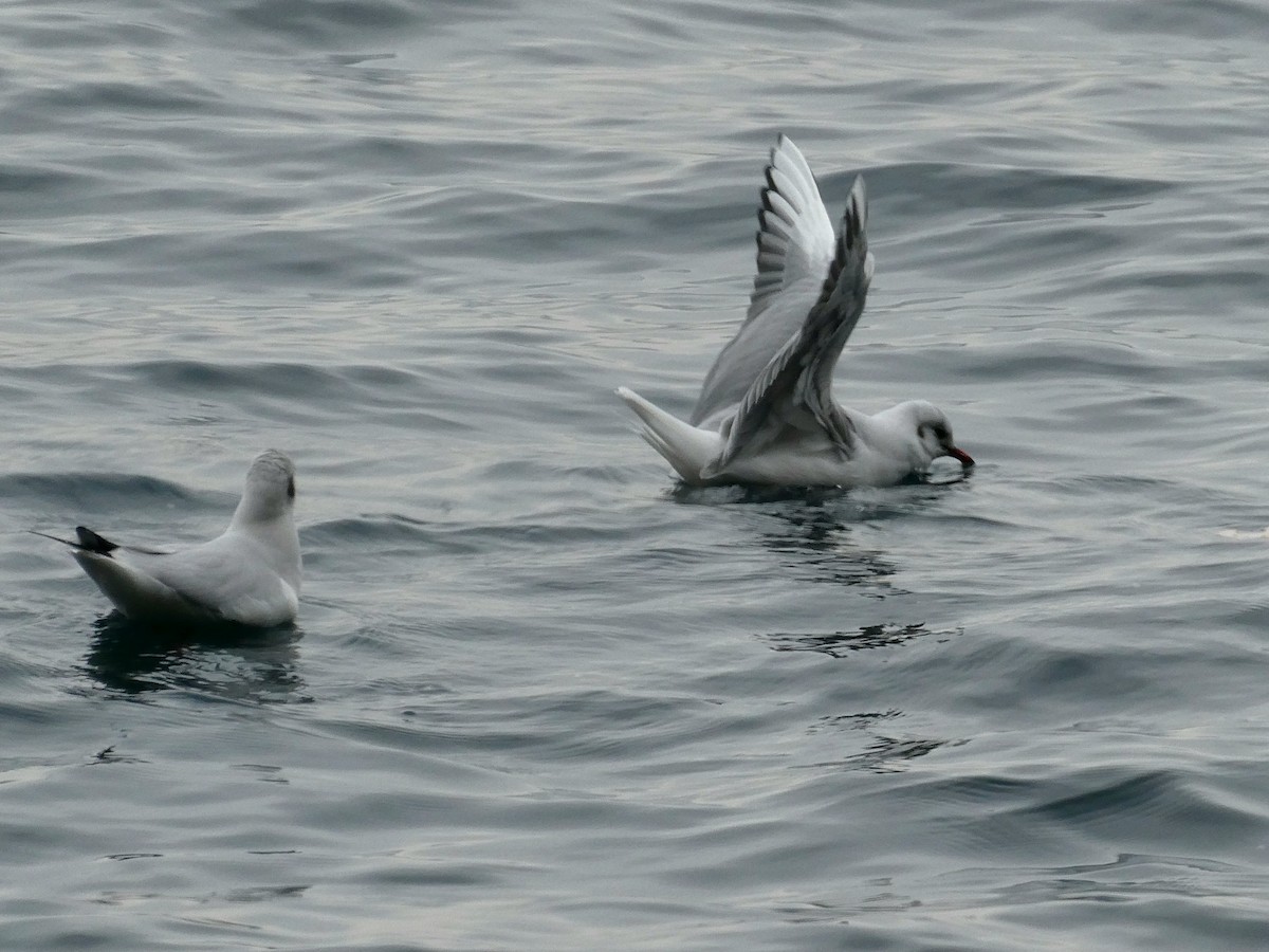 Озёрная чайка - ML645897273