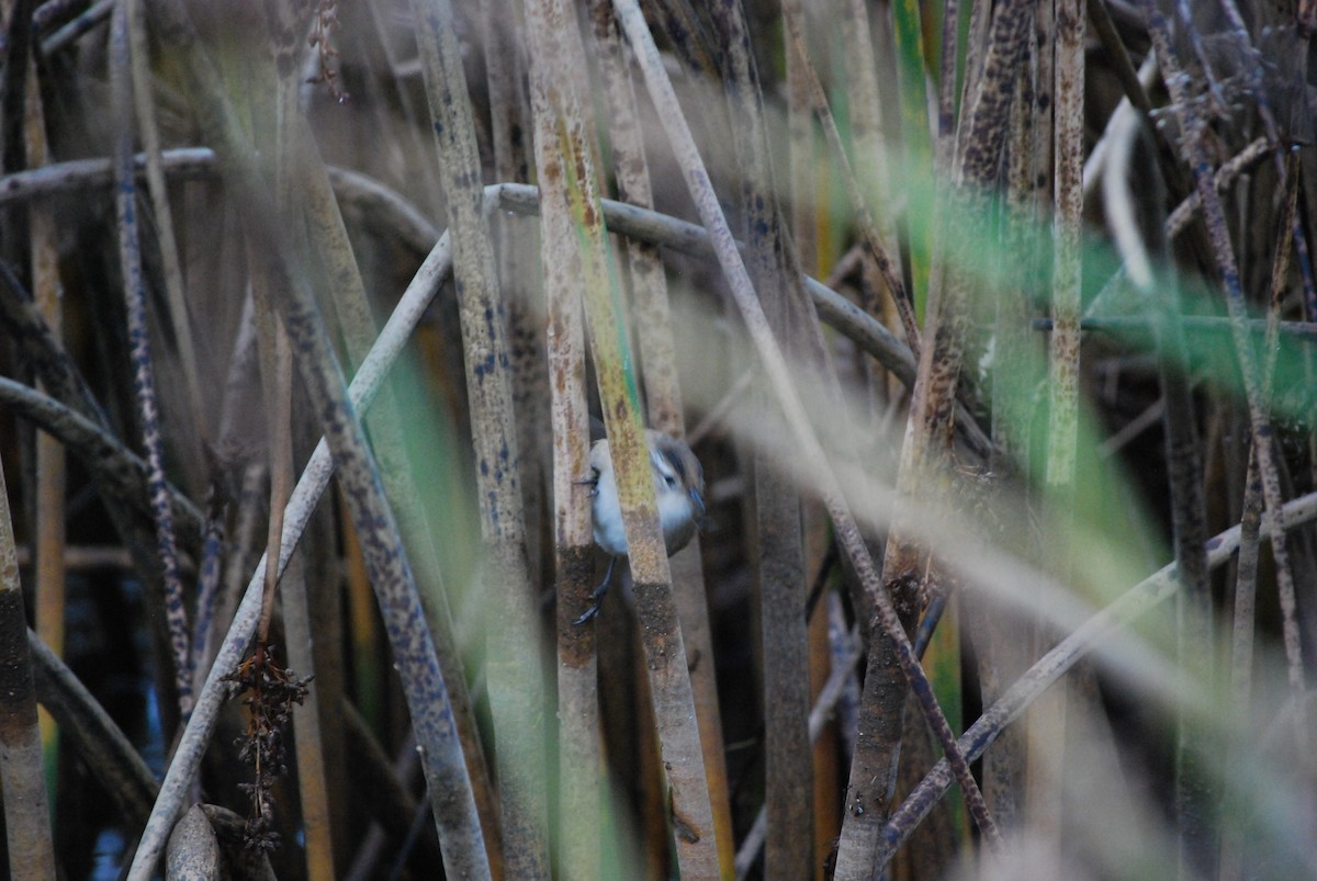 Marsh Wren - ML645897274