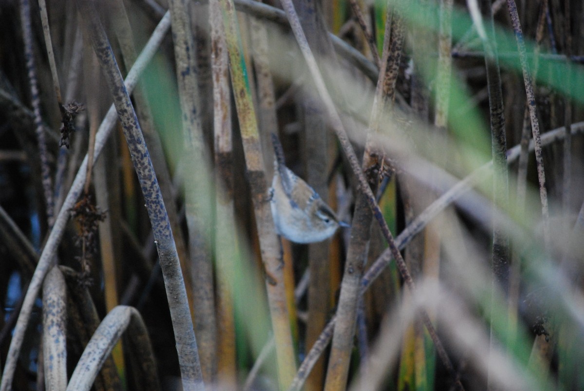 Marsh Wren - ML645897275