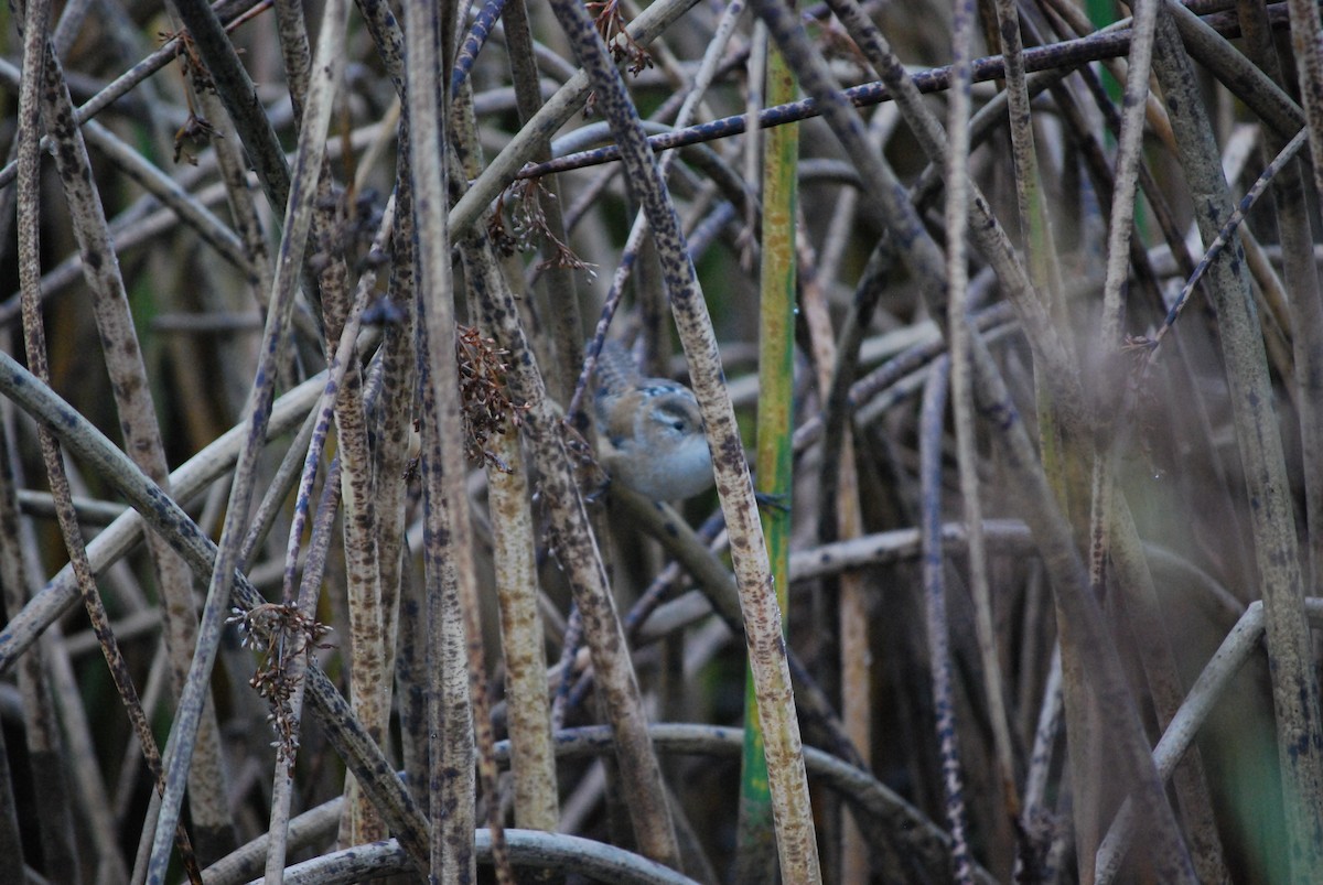 Marsh Wren - ML645897276
