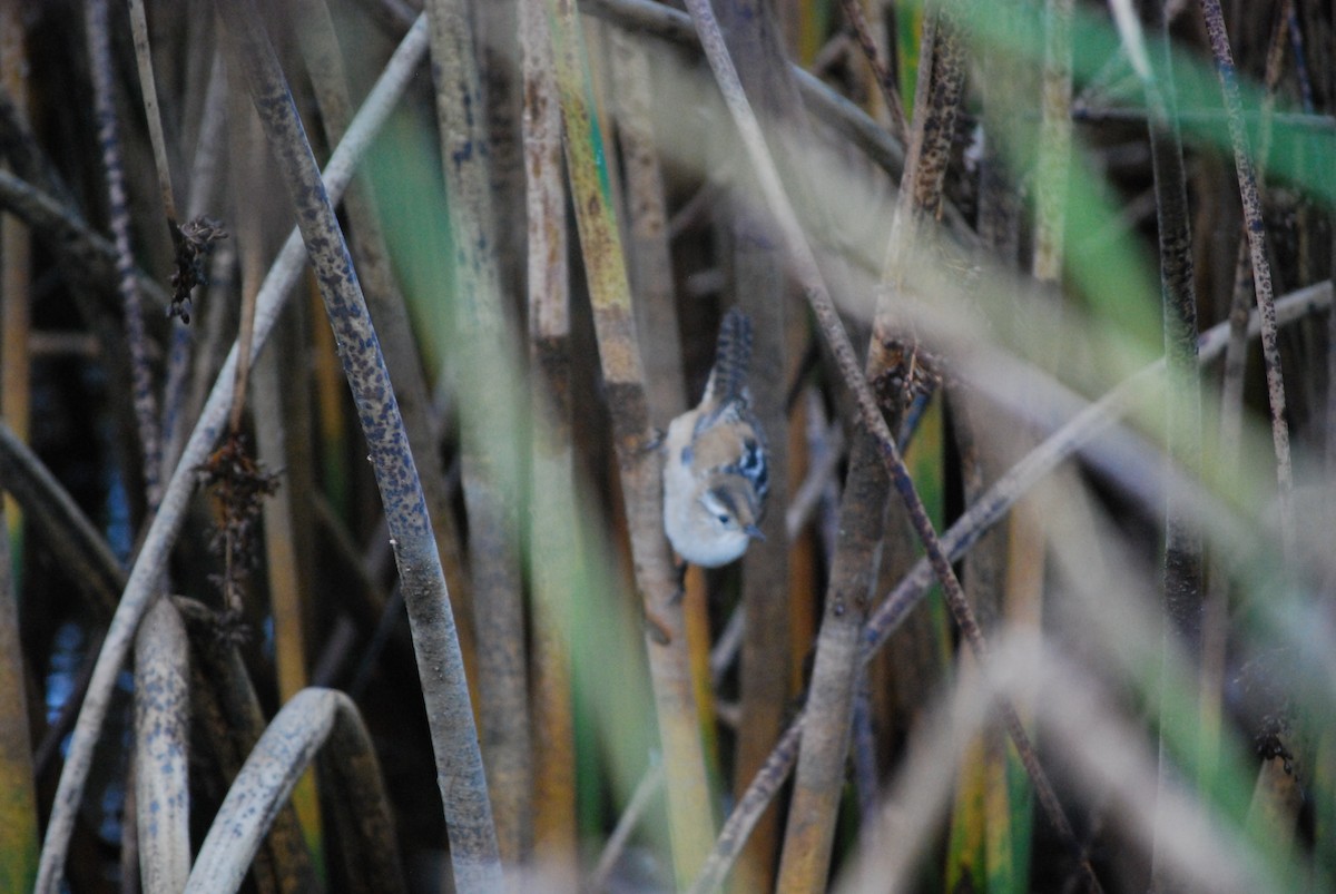Marsh Wren - ML645897277