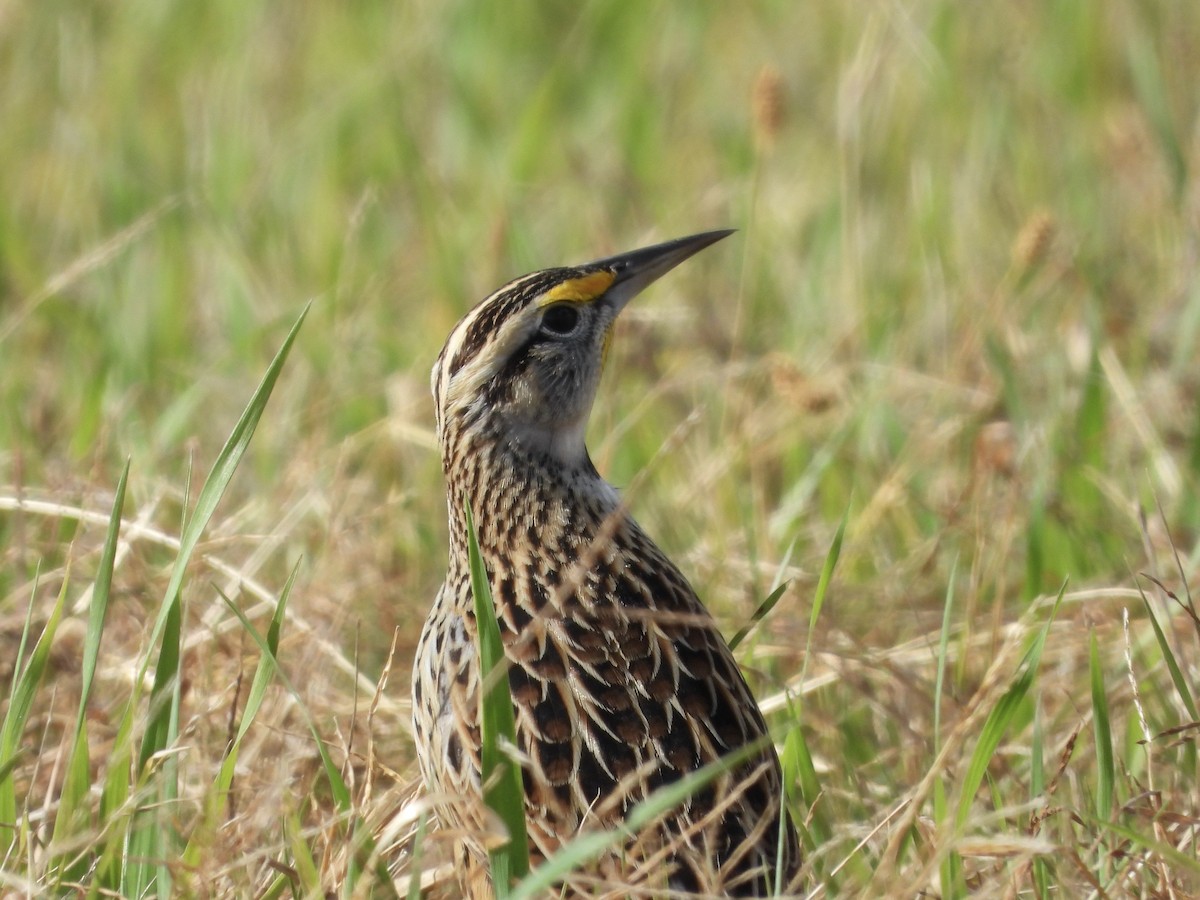 Большой луговой трупиал - ML645897278