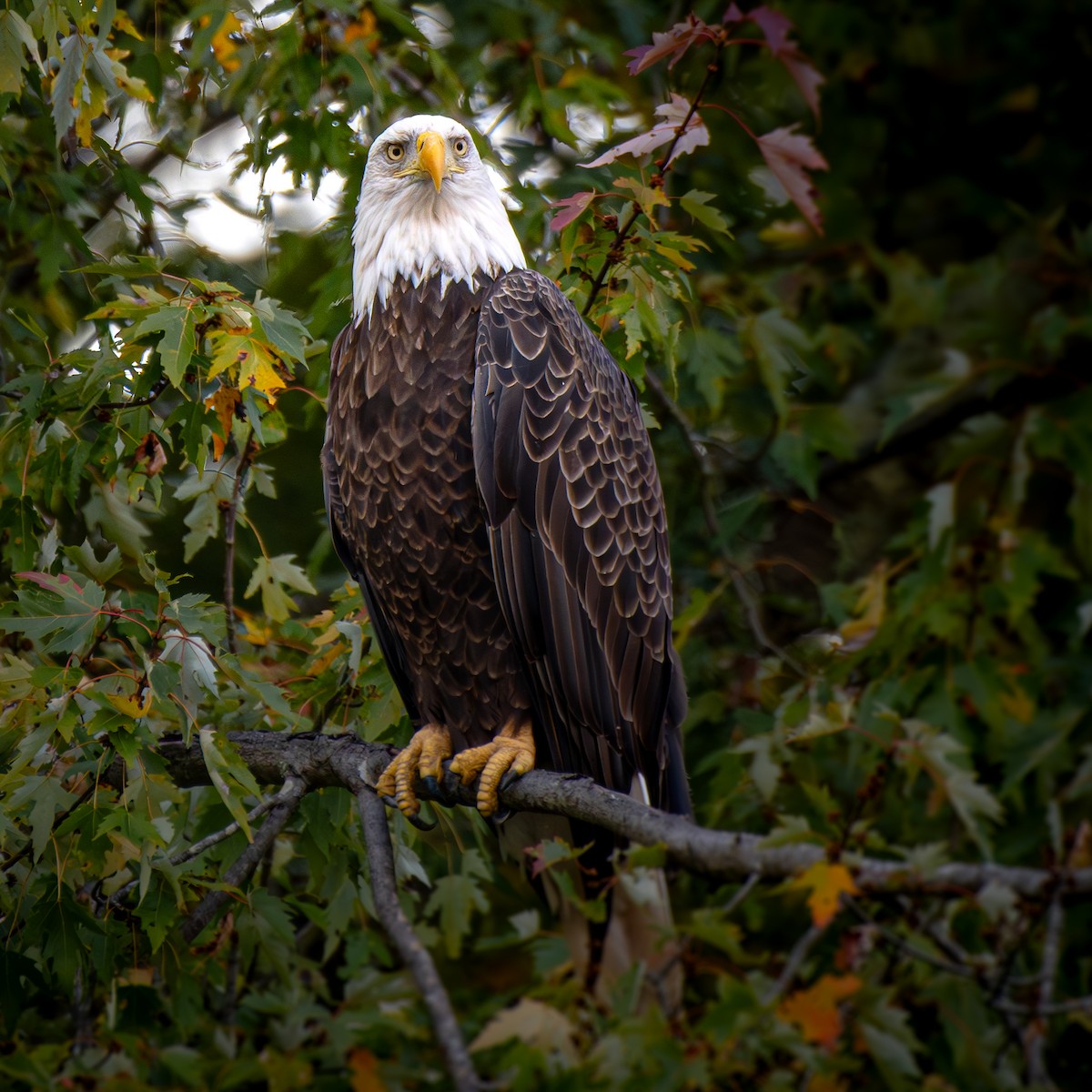 Белоголовый орлан - ML645897280