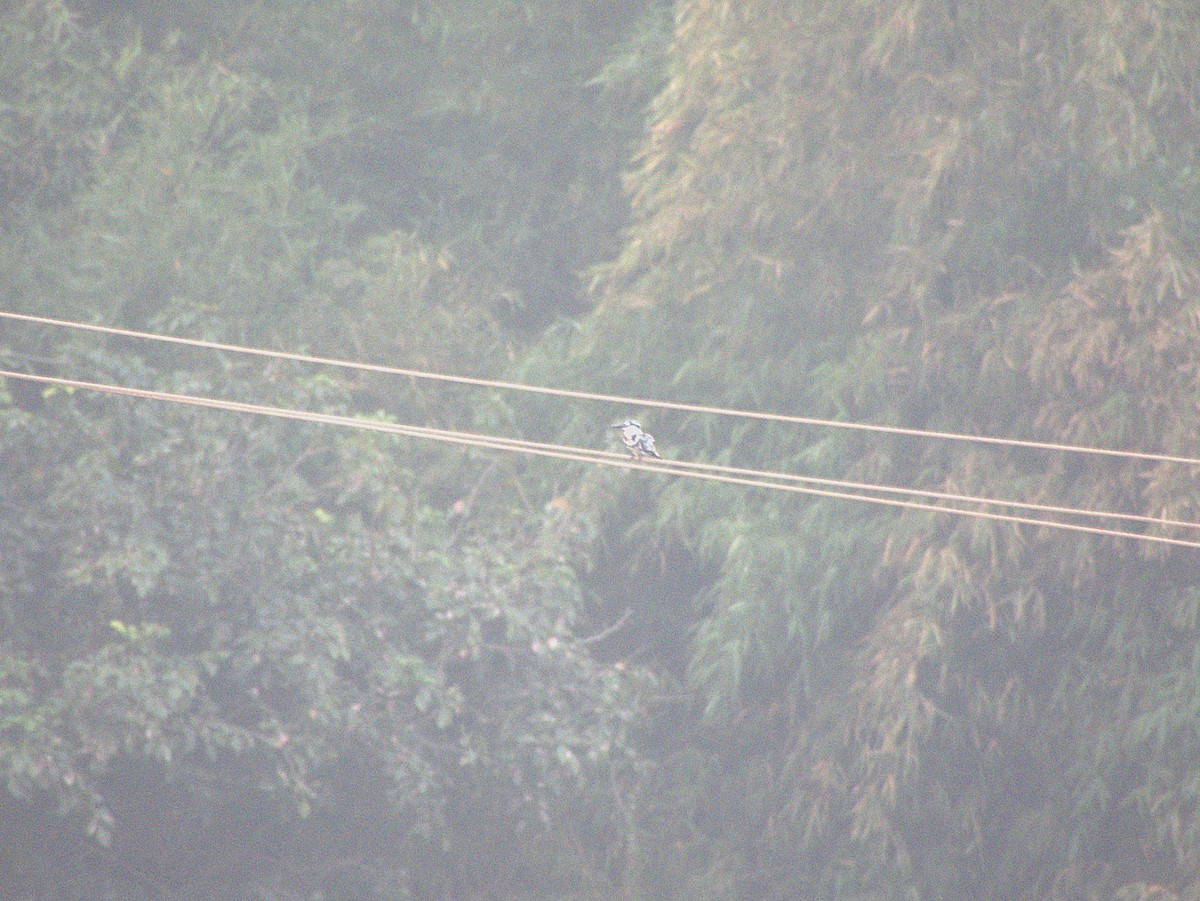 Малый пегий зимородок - ML645897281