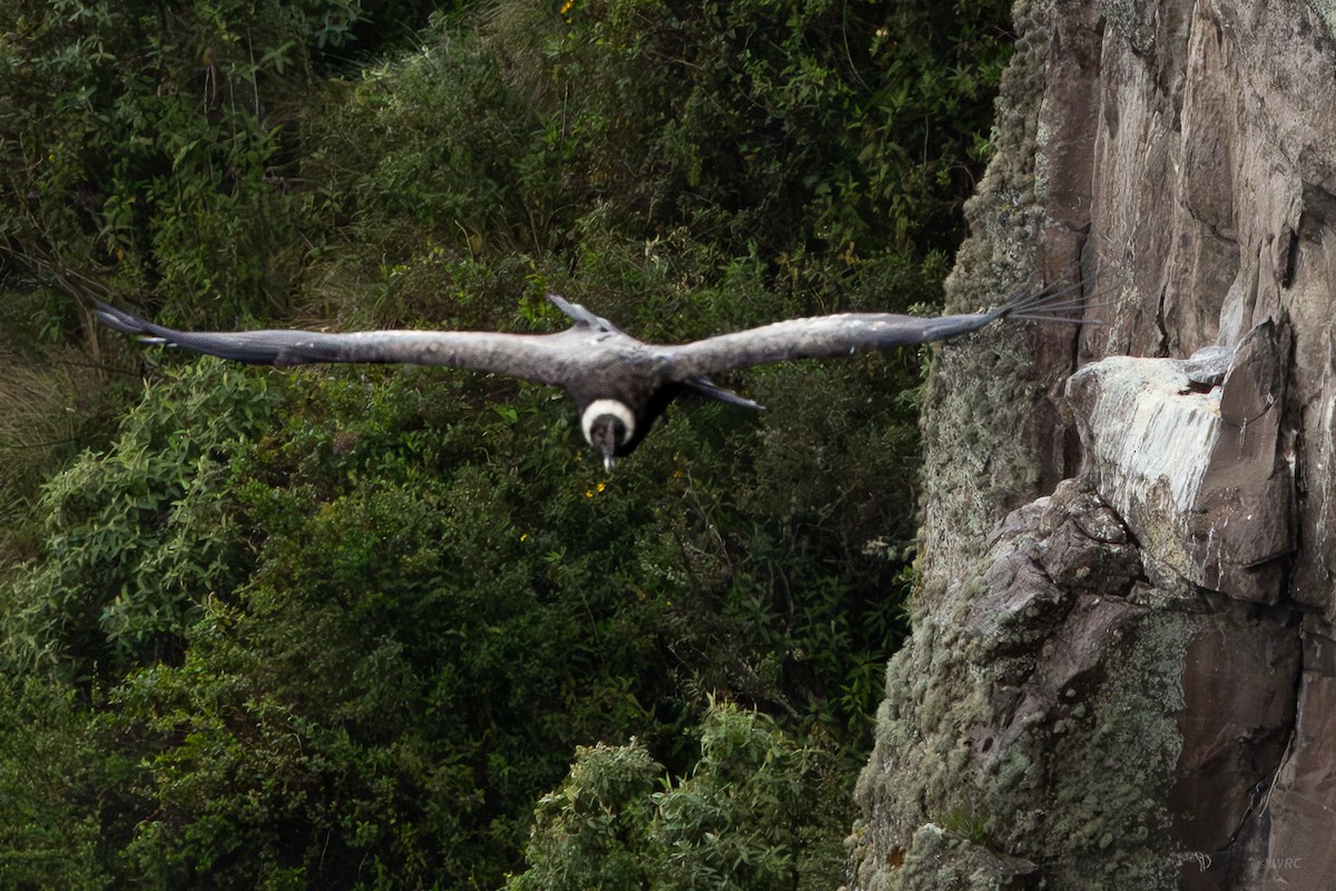 Андский кондор - ML645897282