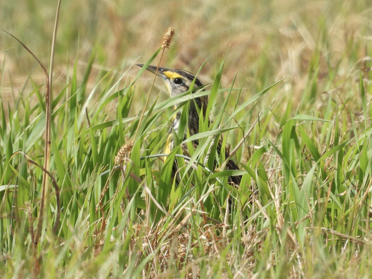 Большой луговой трупиал - ML645897283