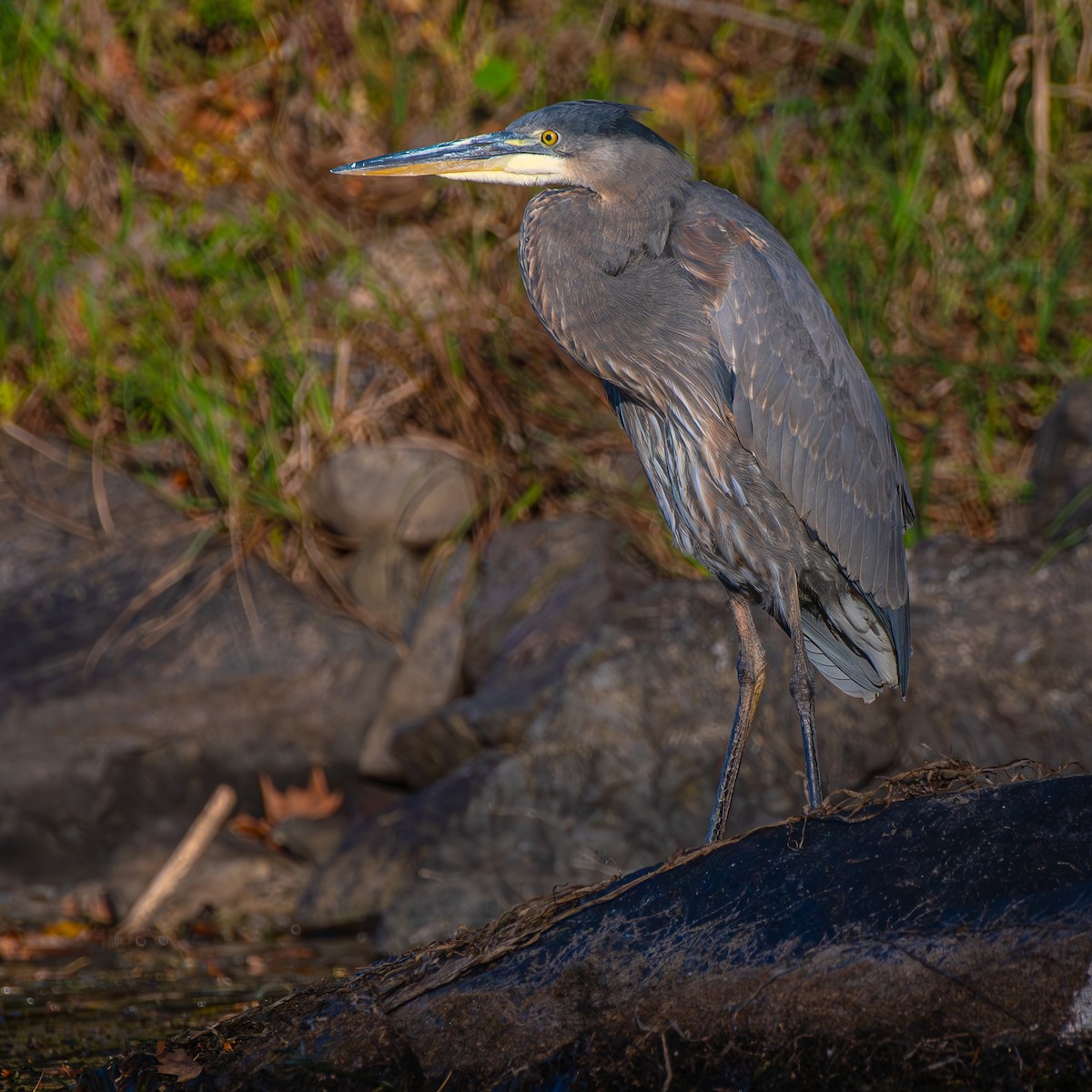 Большая голубая цапля - ML645897284