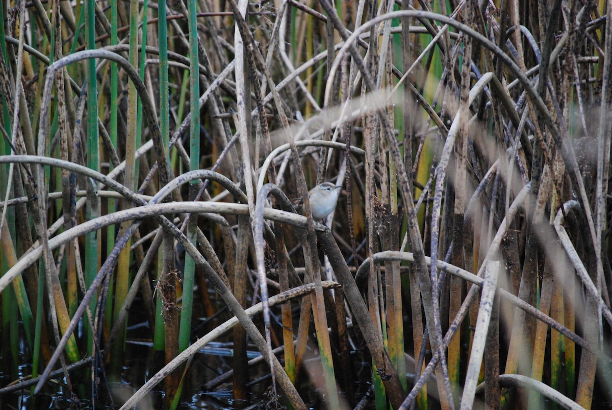 Marsh Wren - ML645897285